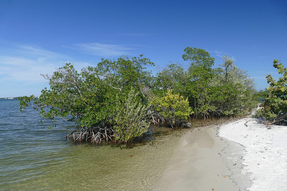 Click to See Next Image